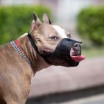 Bitten by a Dog and the Owner Fled? Your Next Steps